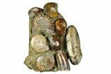 Tall, Composite Ammonite Fossil Display - Madagascar #175815-1